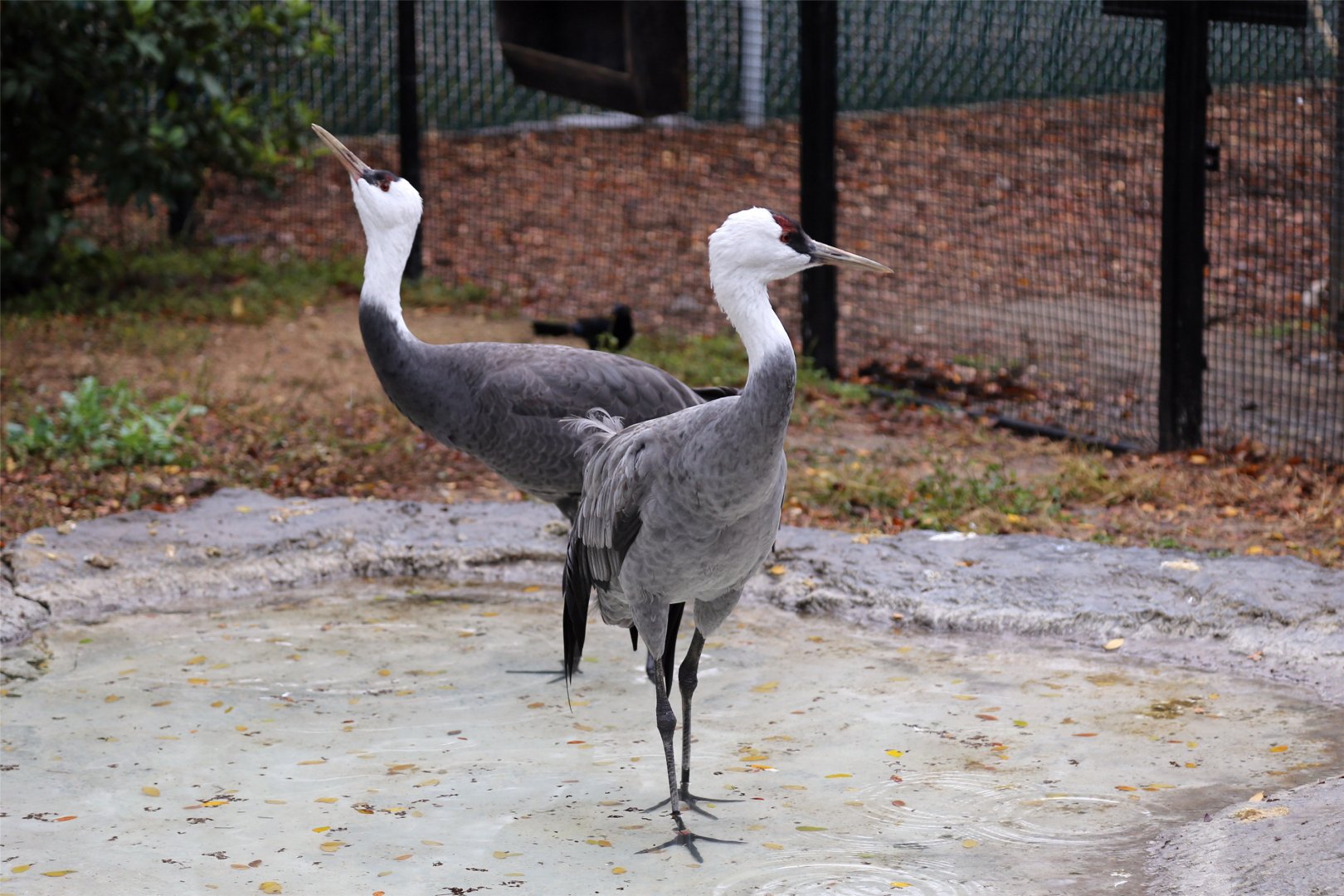 Hooded Crane (Grus monacha)