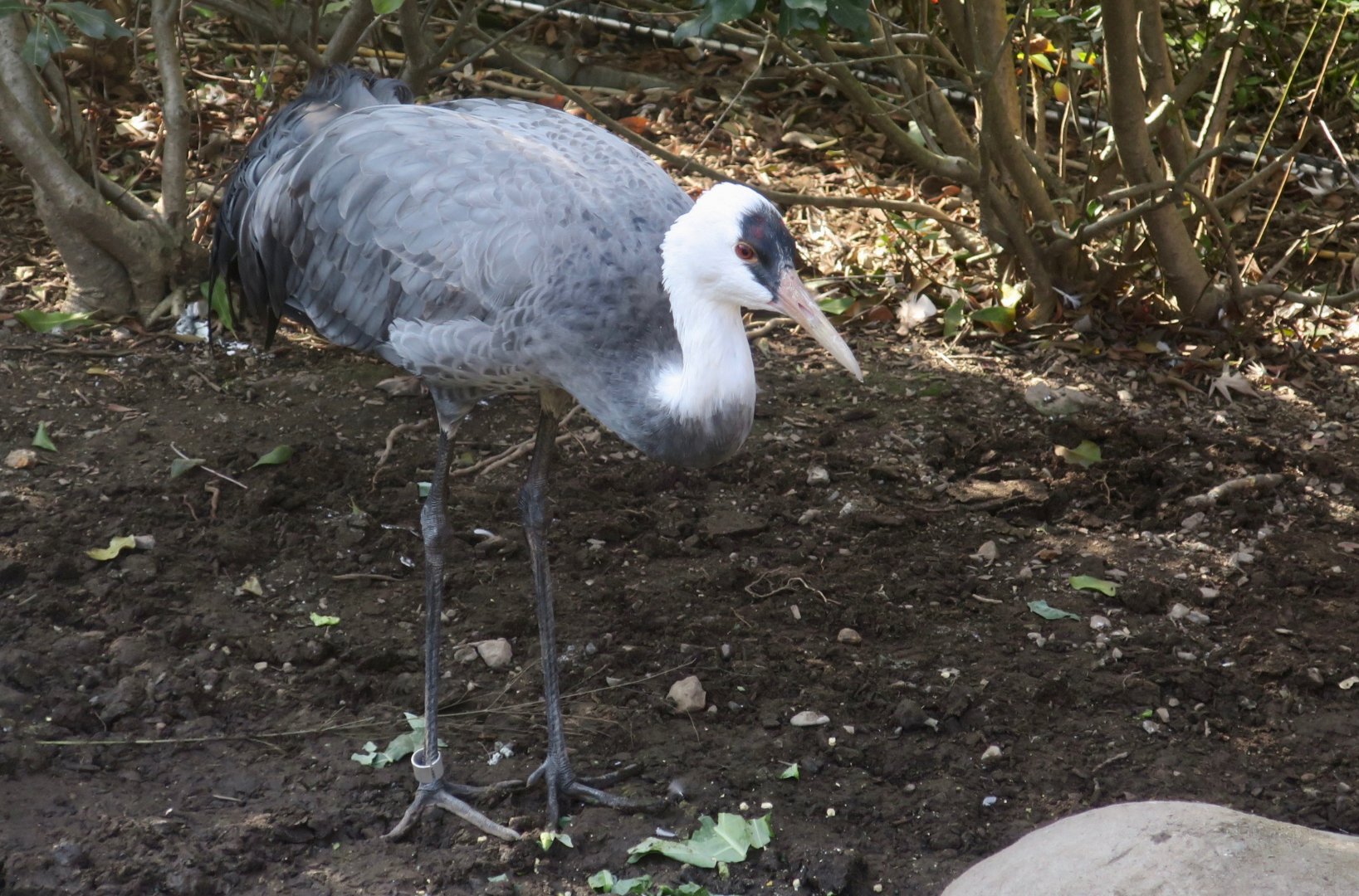 Hooded Crane (Grus monacha)