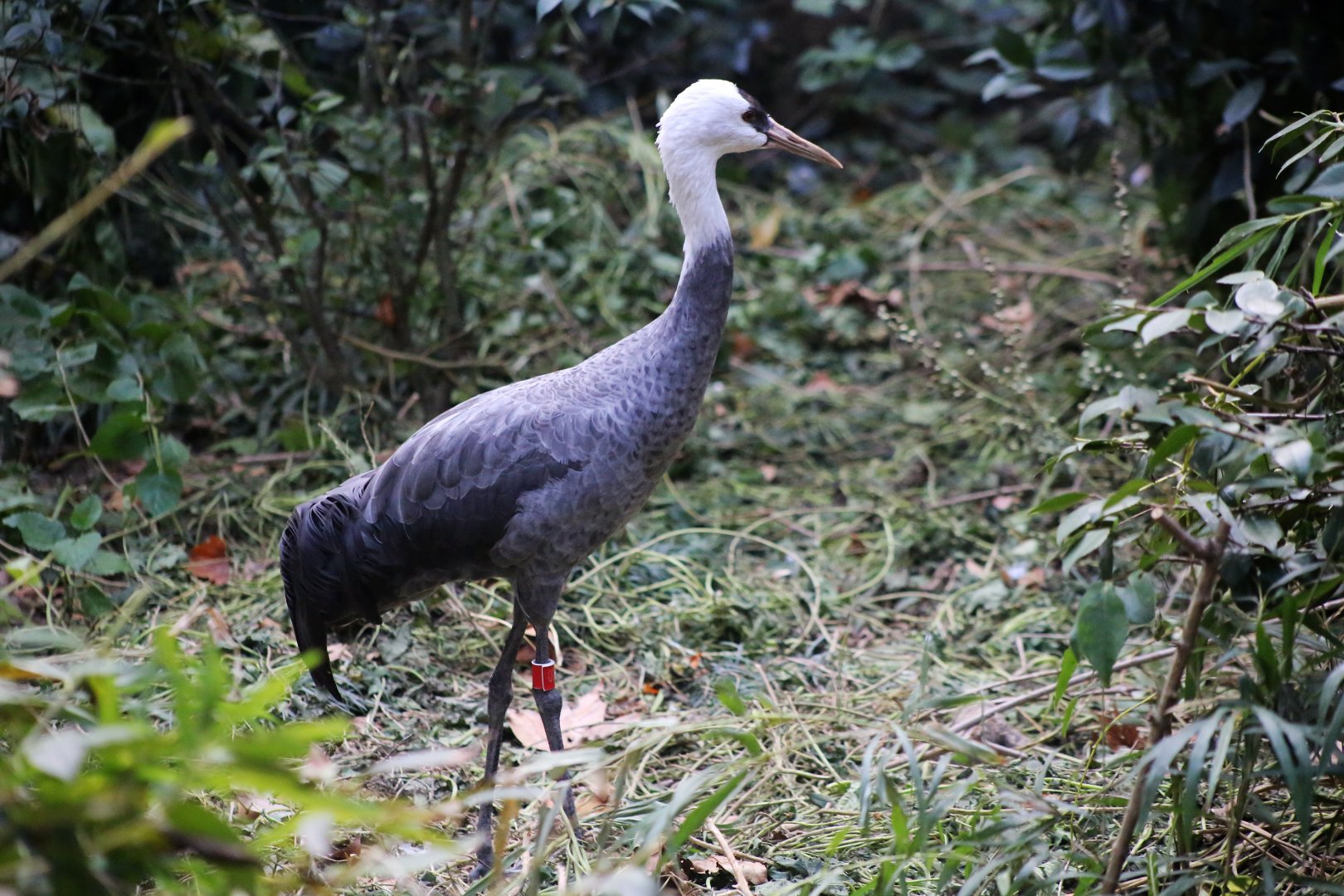 Hooded Crane (Grus monacha)
