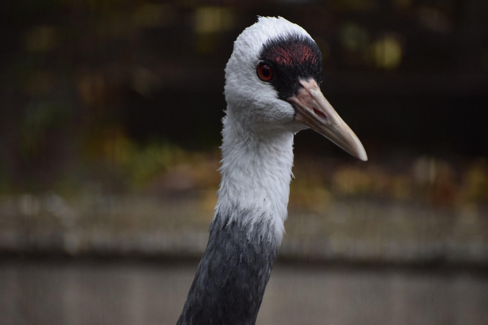 Hooded crane - Hirakawa Zoo
