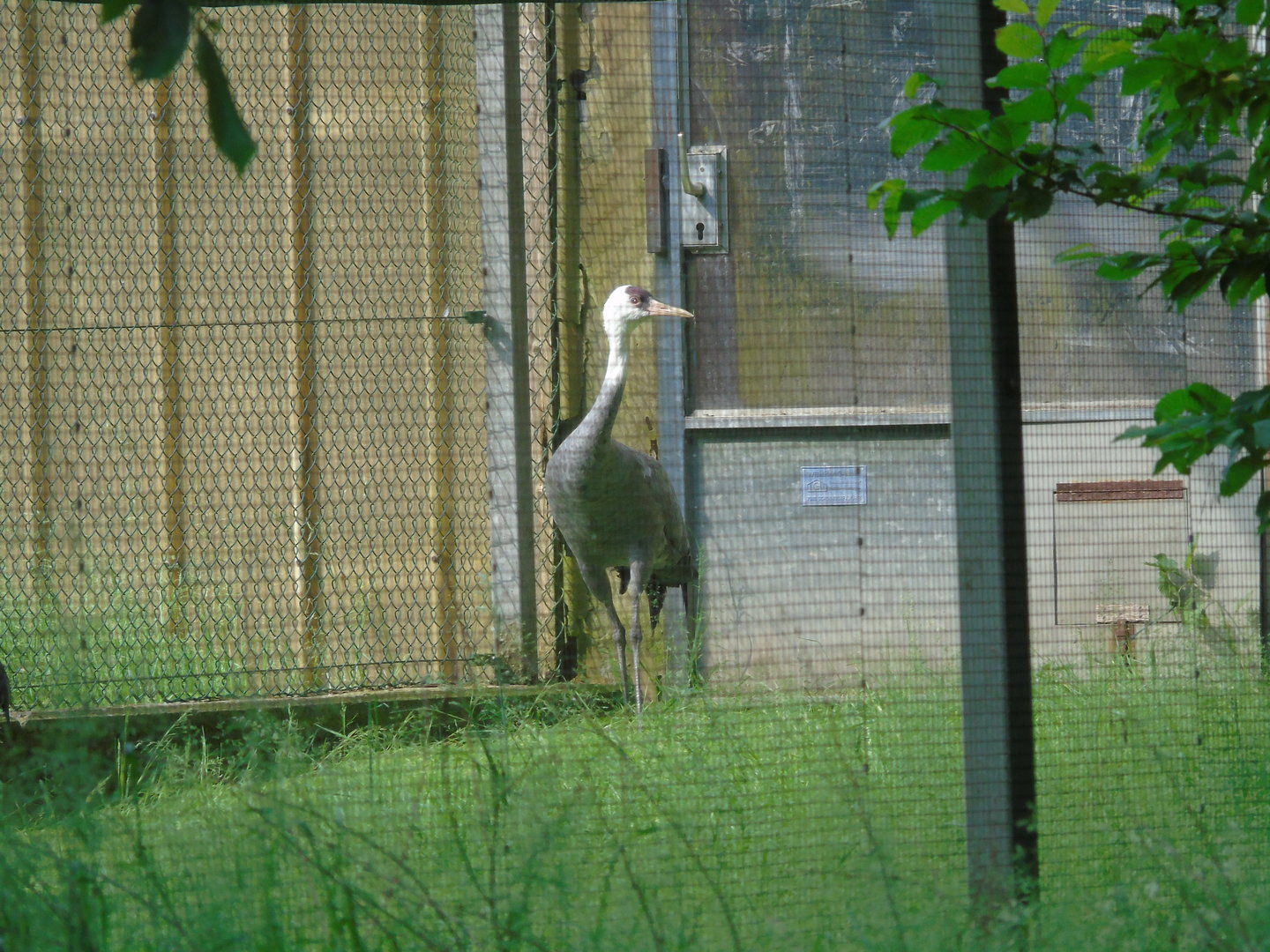 Hooded crane - May 2017