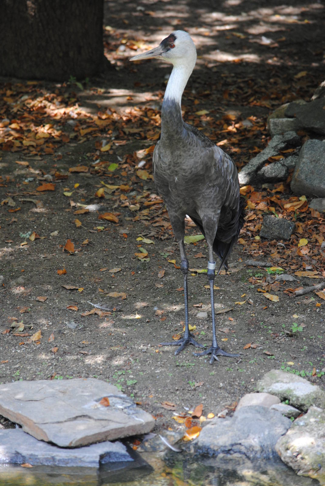 Hooded Crane