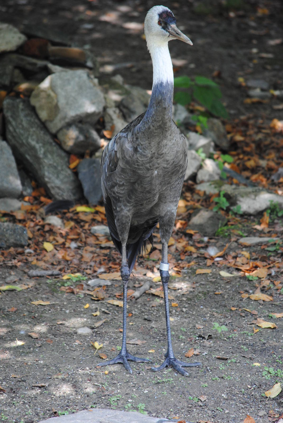 Hooded Crane