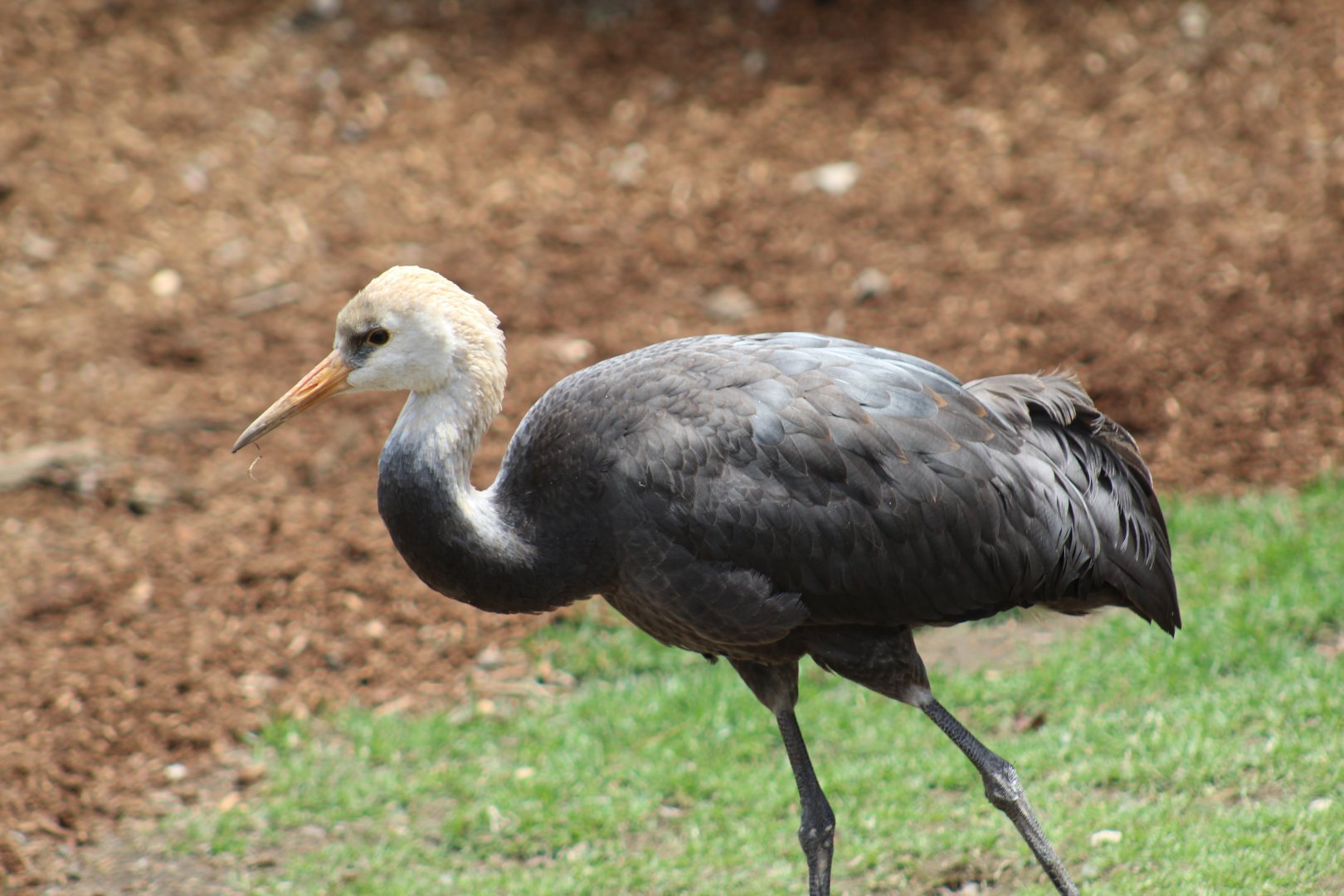 Hooded Crane