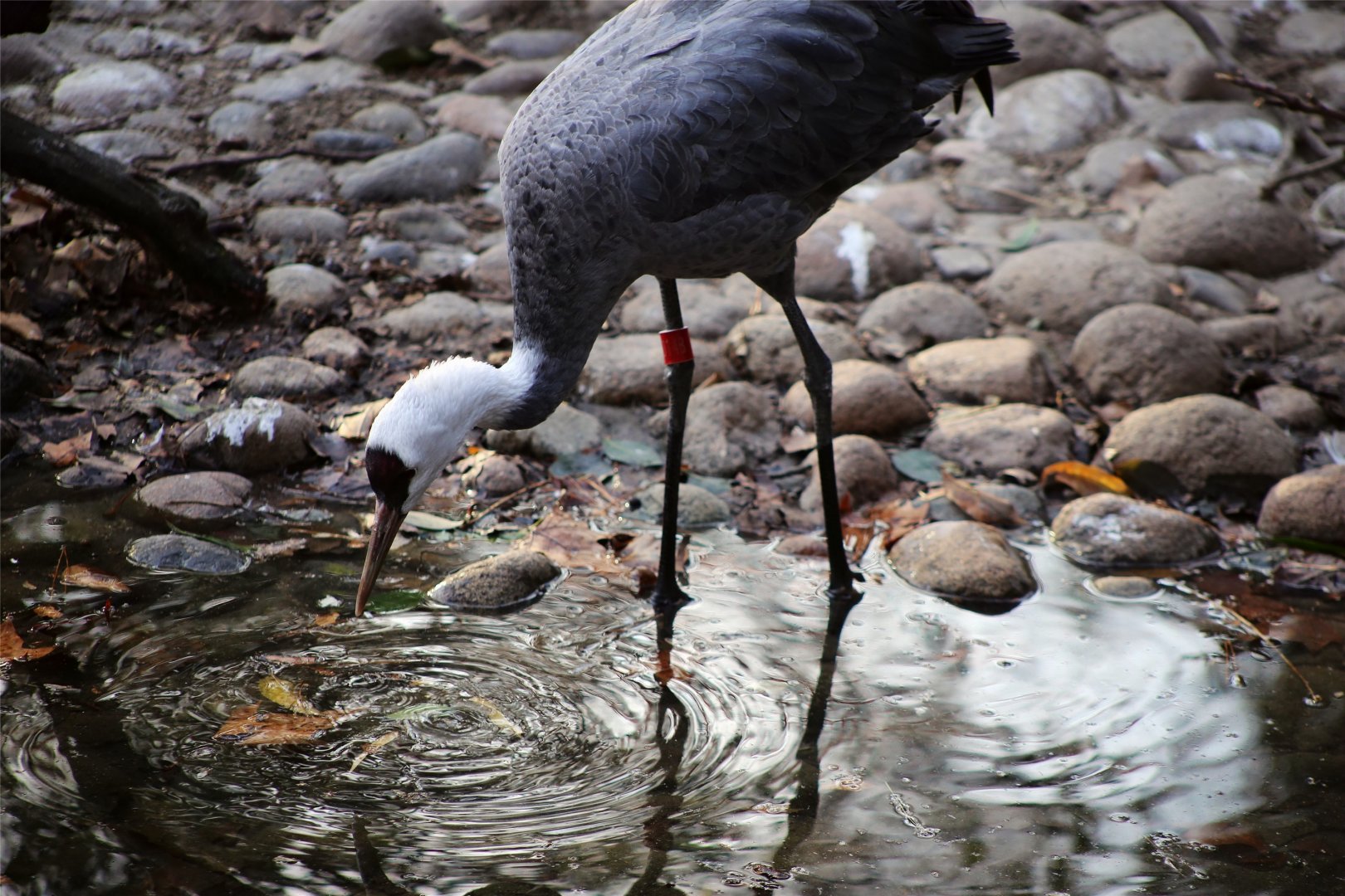 Hooded Crane