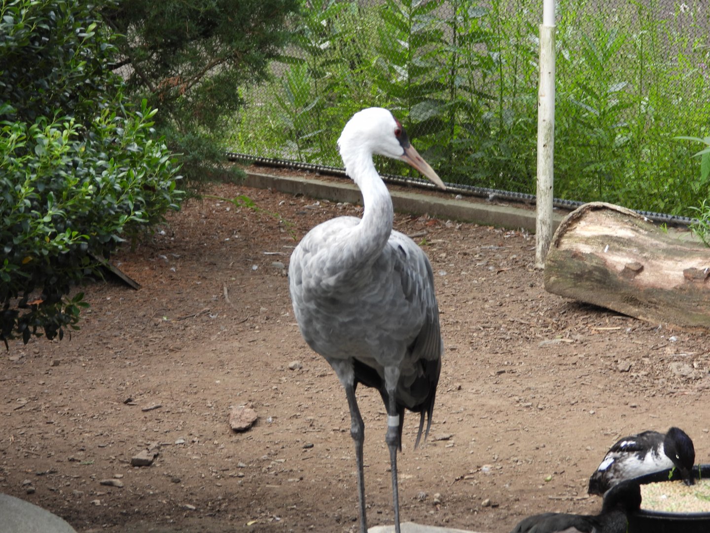 Hooded crane