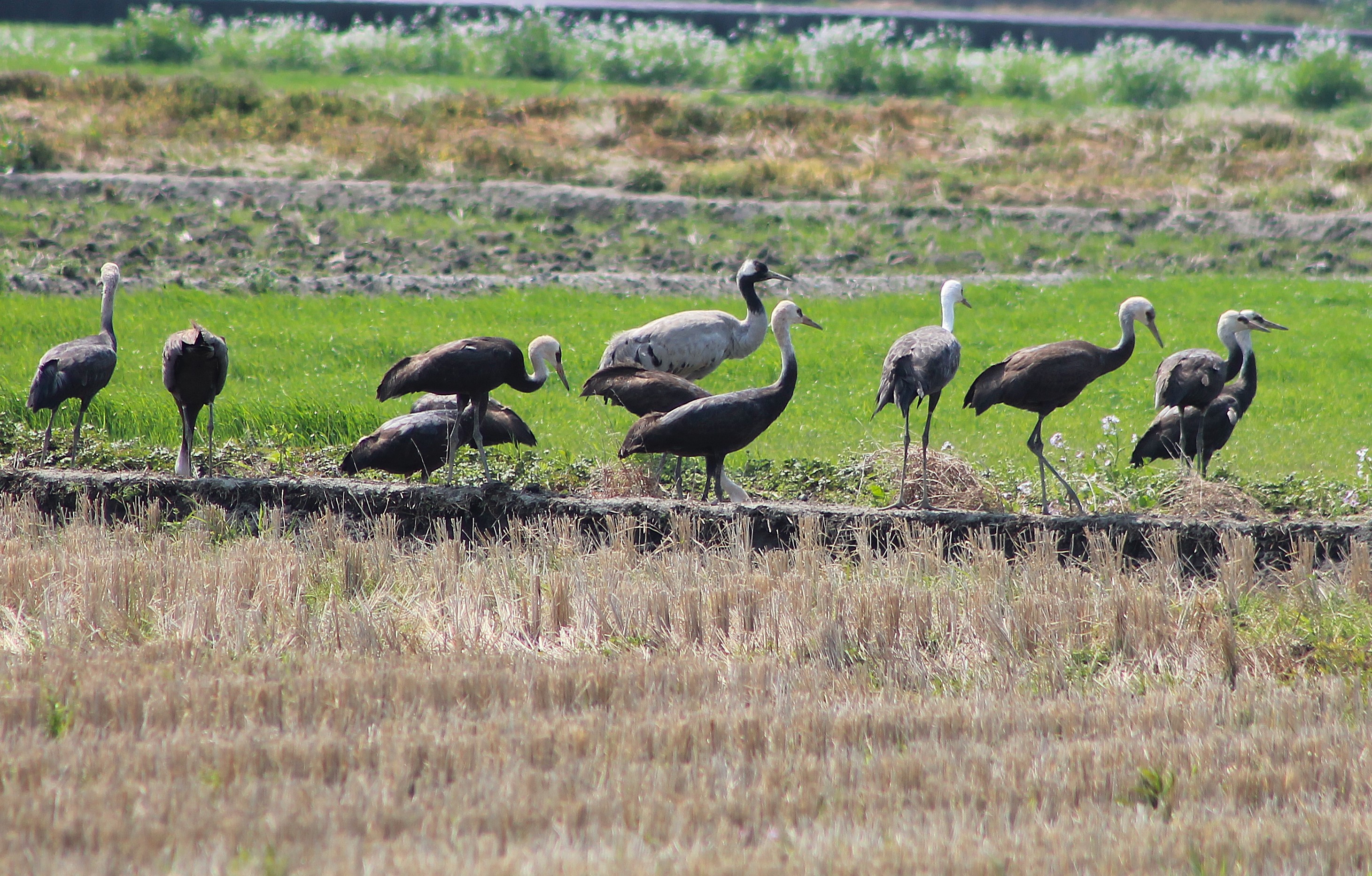 Hooded Cranes and Common Crane
