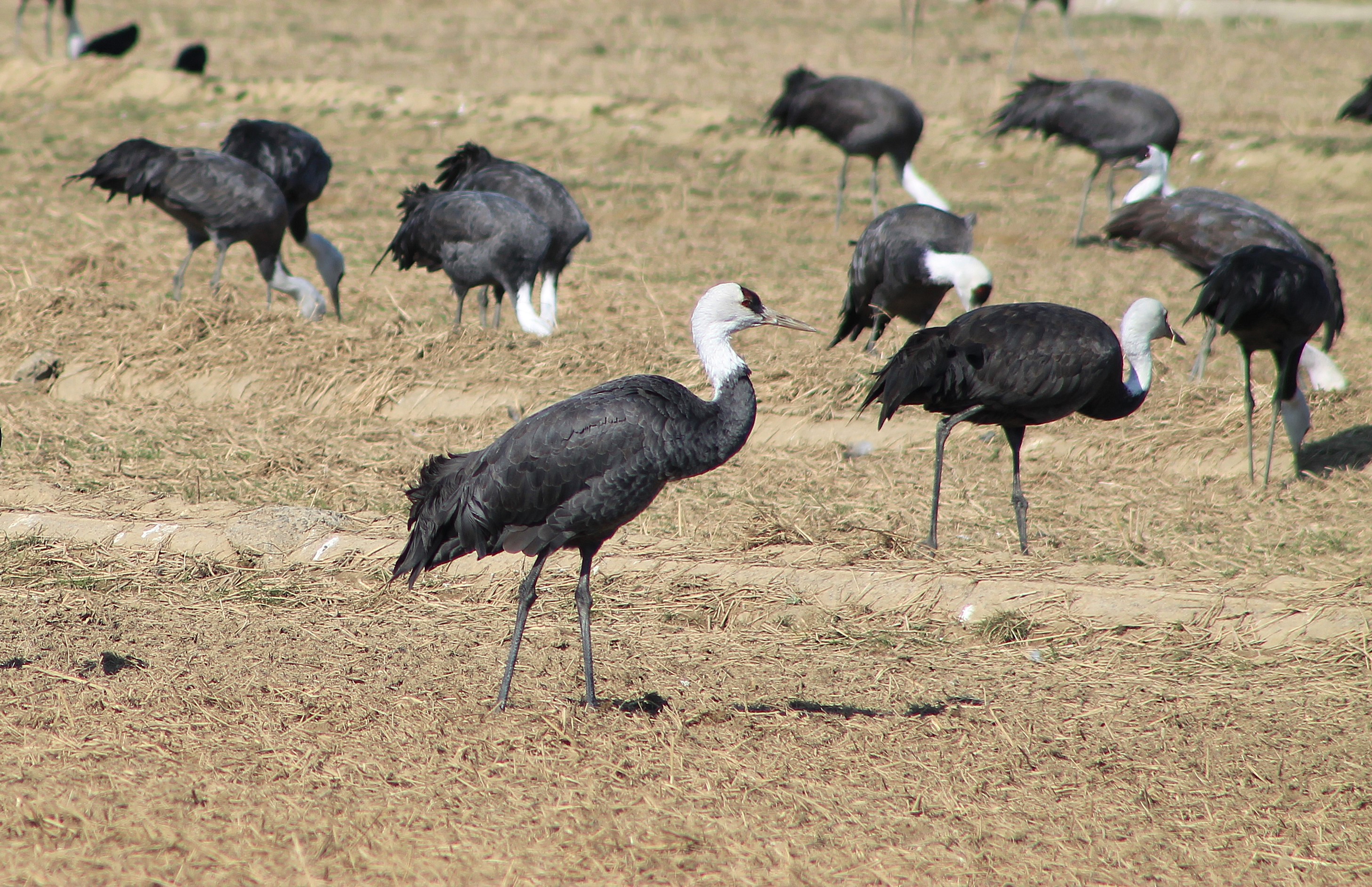 Hooded Cranes (Grus monacha)