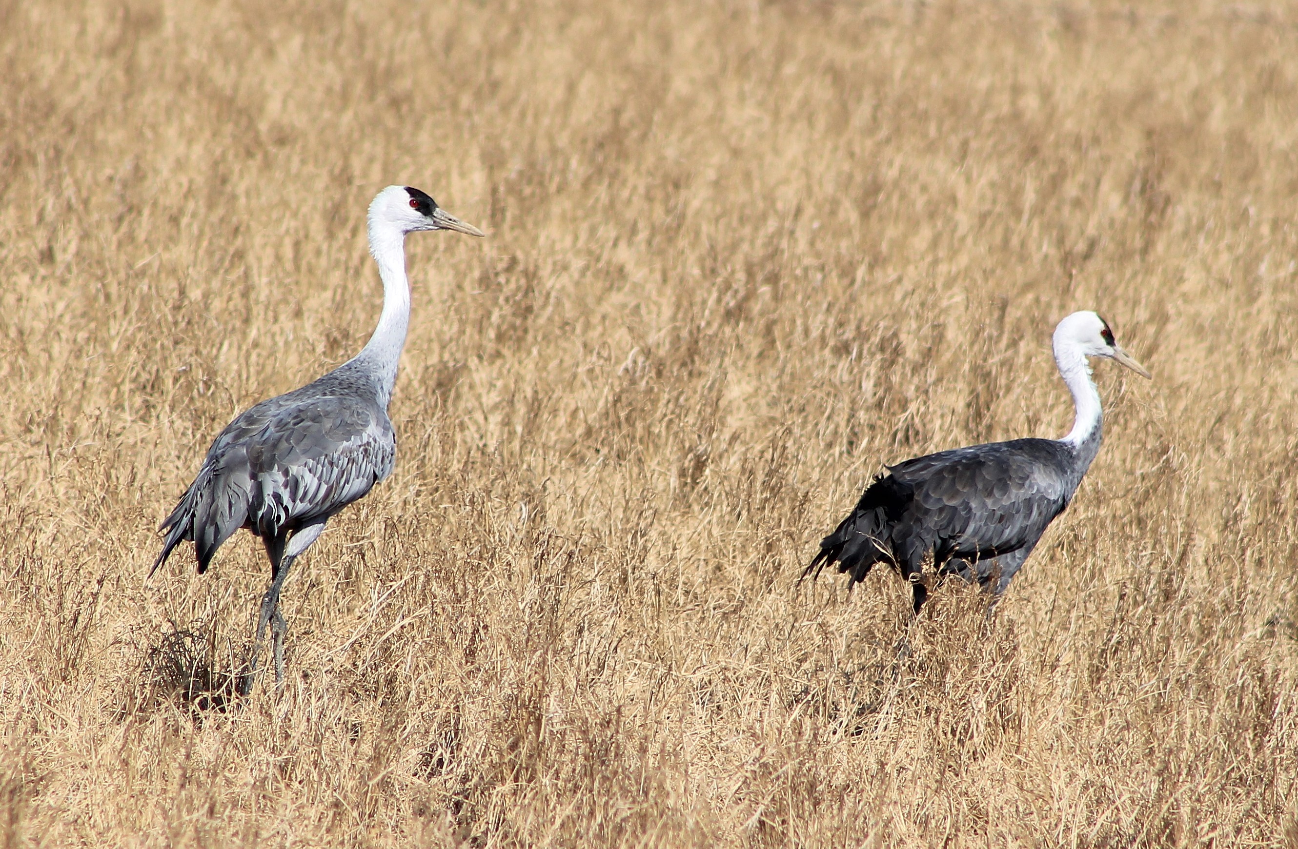 Hooded Cranes (Grus monacha)