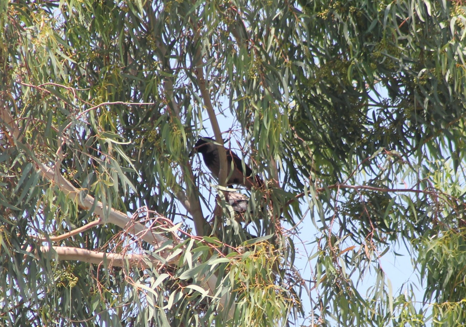 Hooded crow at the nest