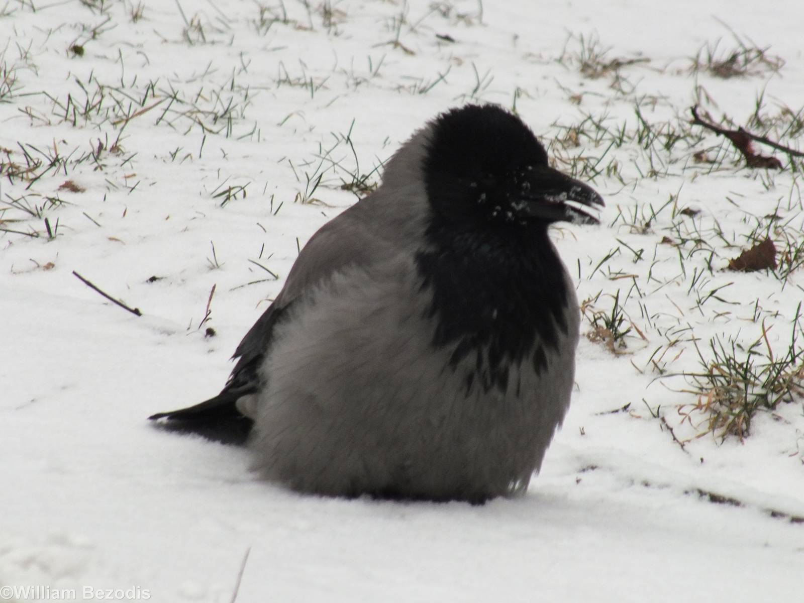 Hooded Crow Enjoys the Snow