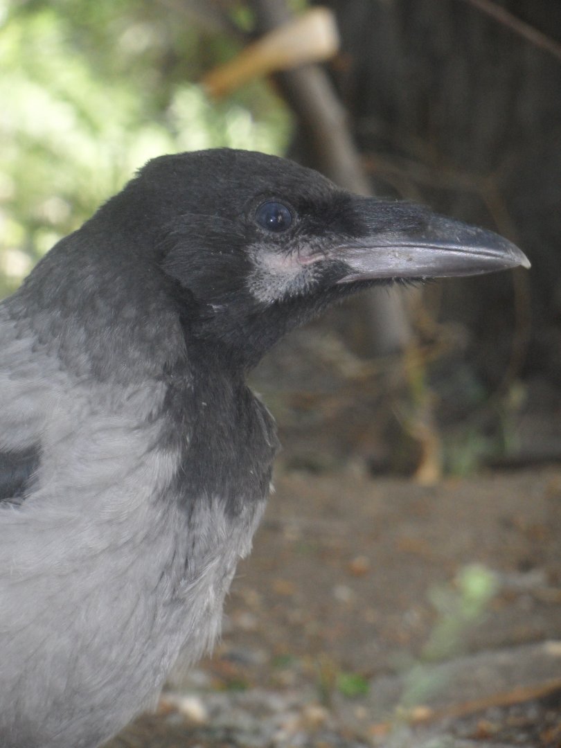 Hooded crow juvenile