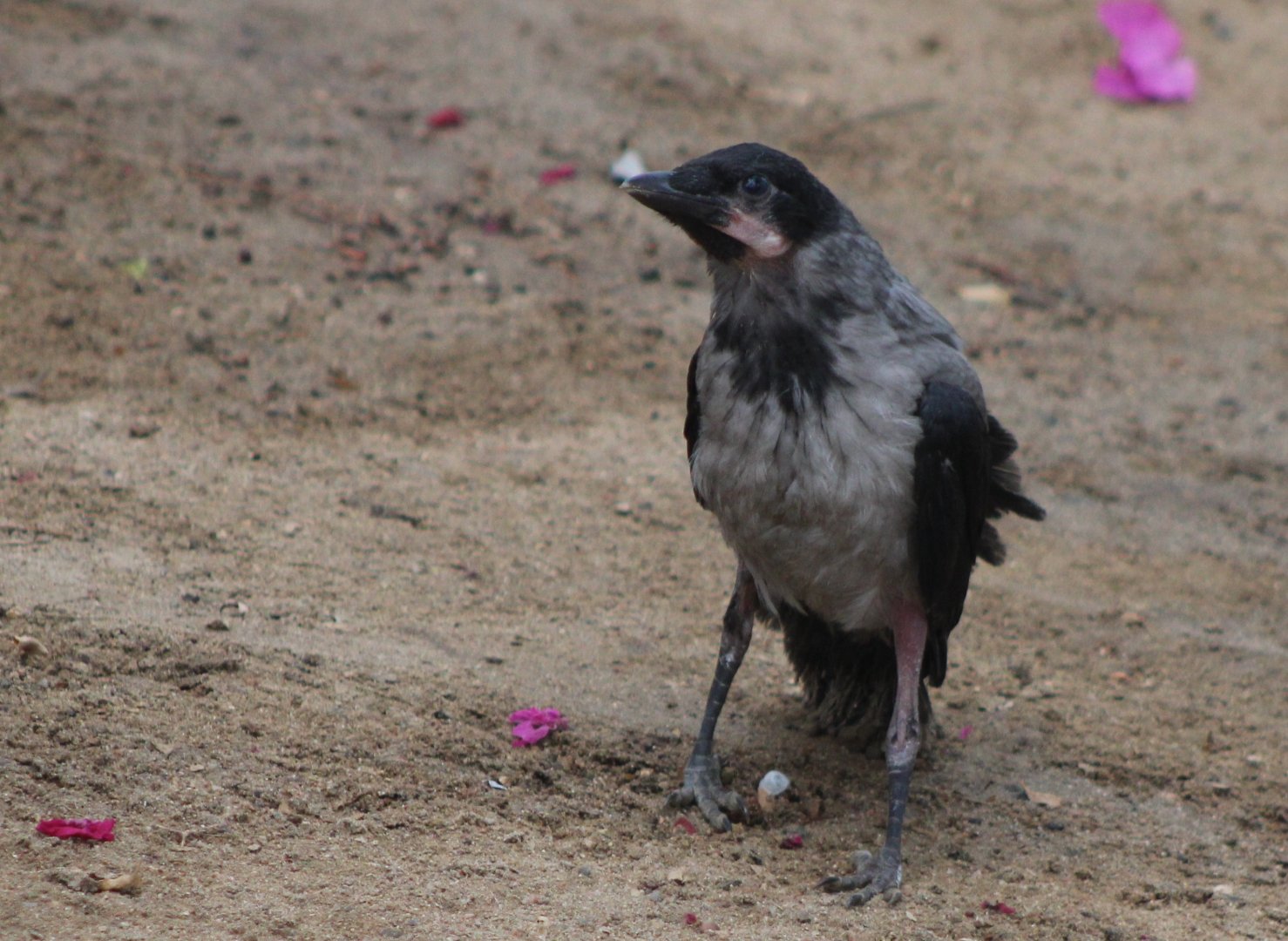 Hooded crow - juvenile