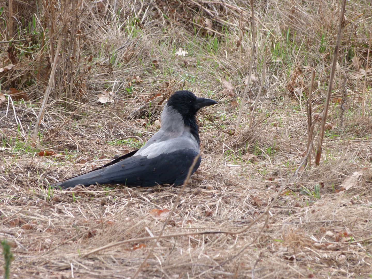 Hooded crow -Tierpark Berlin (2024)