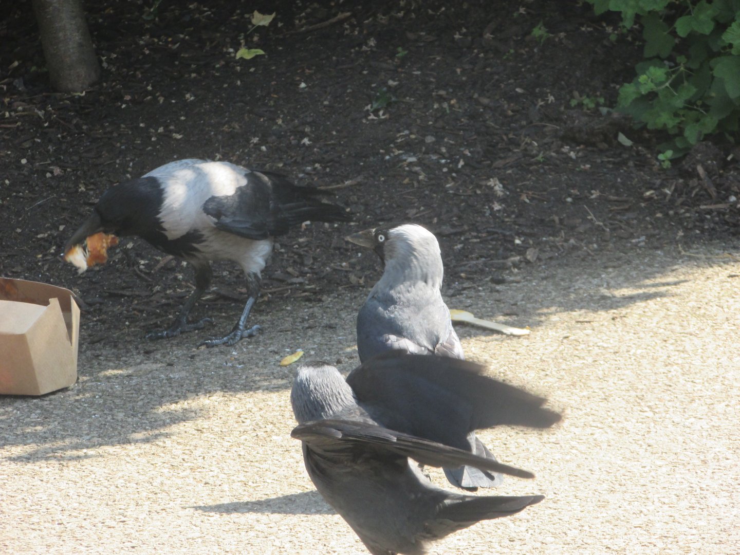 Hooded crow vs Western jackdaws