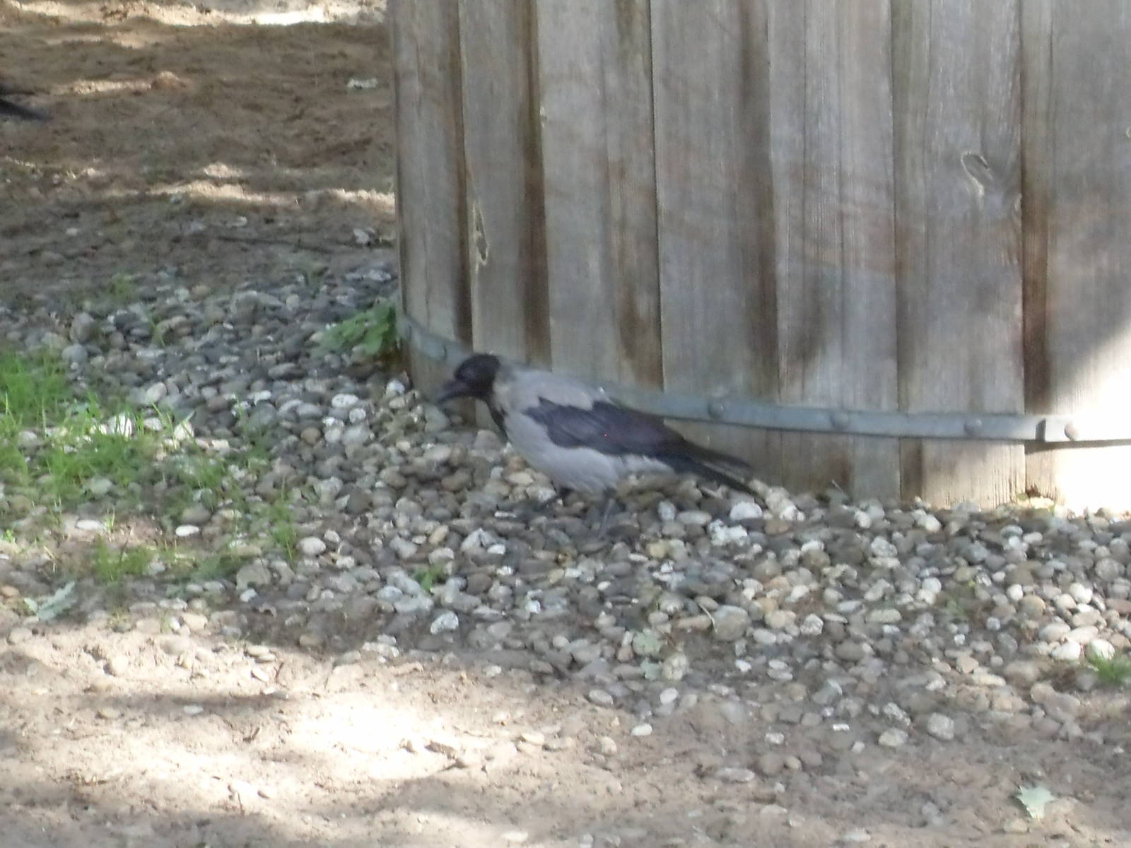 hooded crow (wild) 030910
