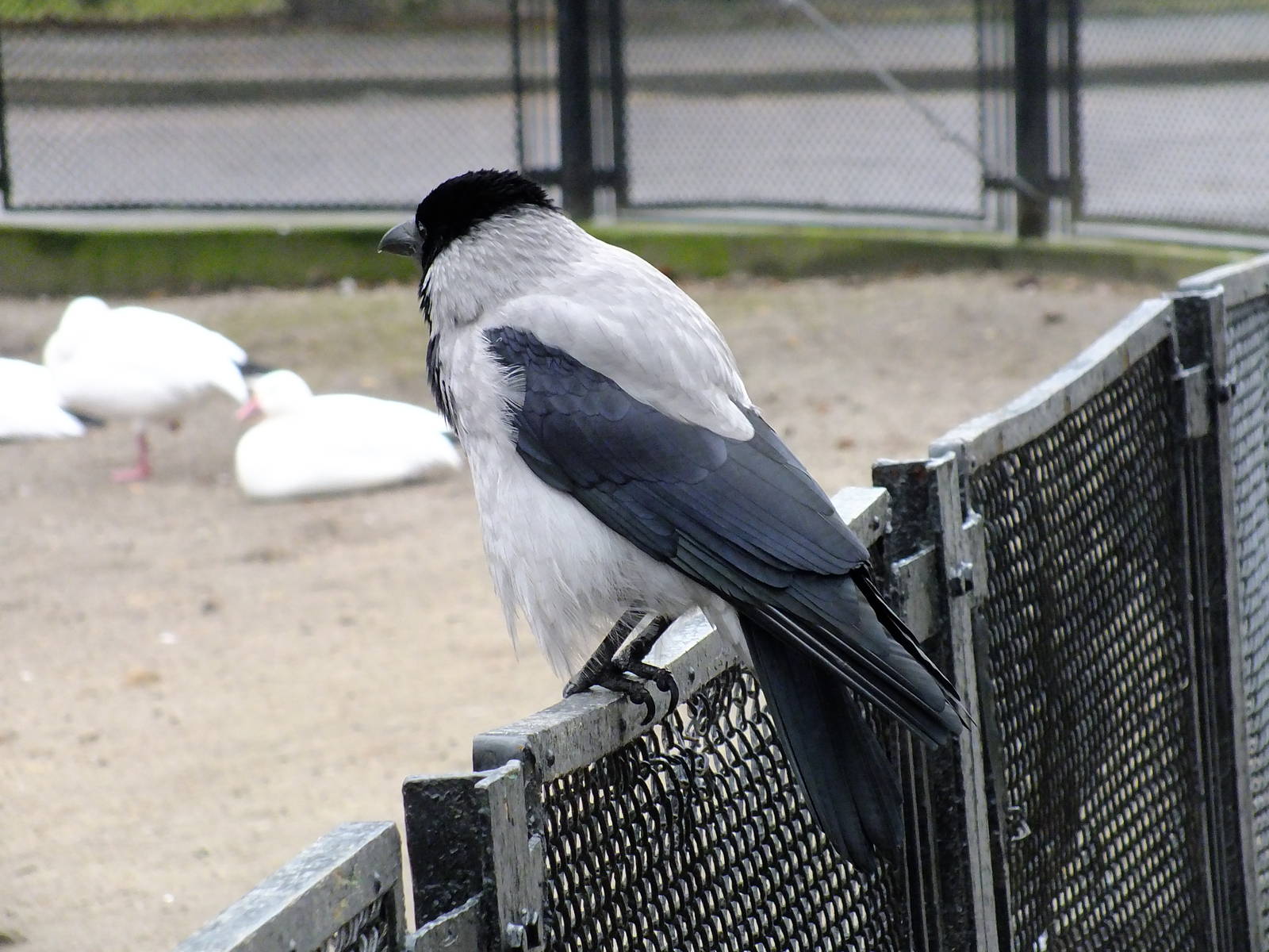 Hooded Crow (wild)