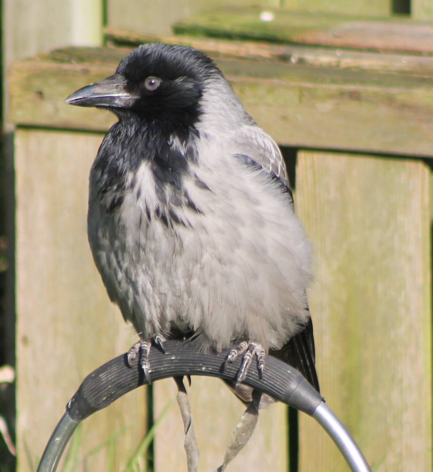 Hooded crow