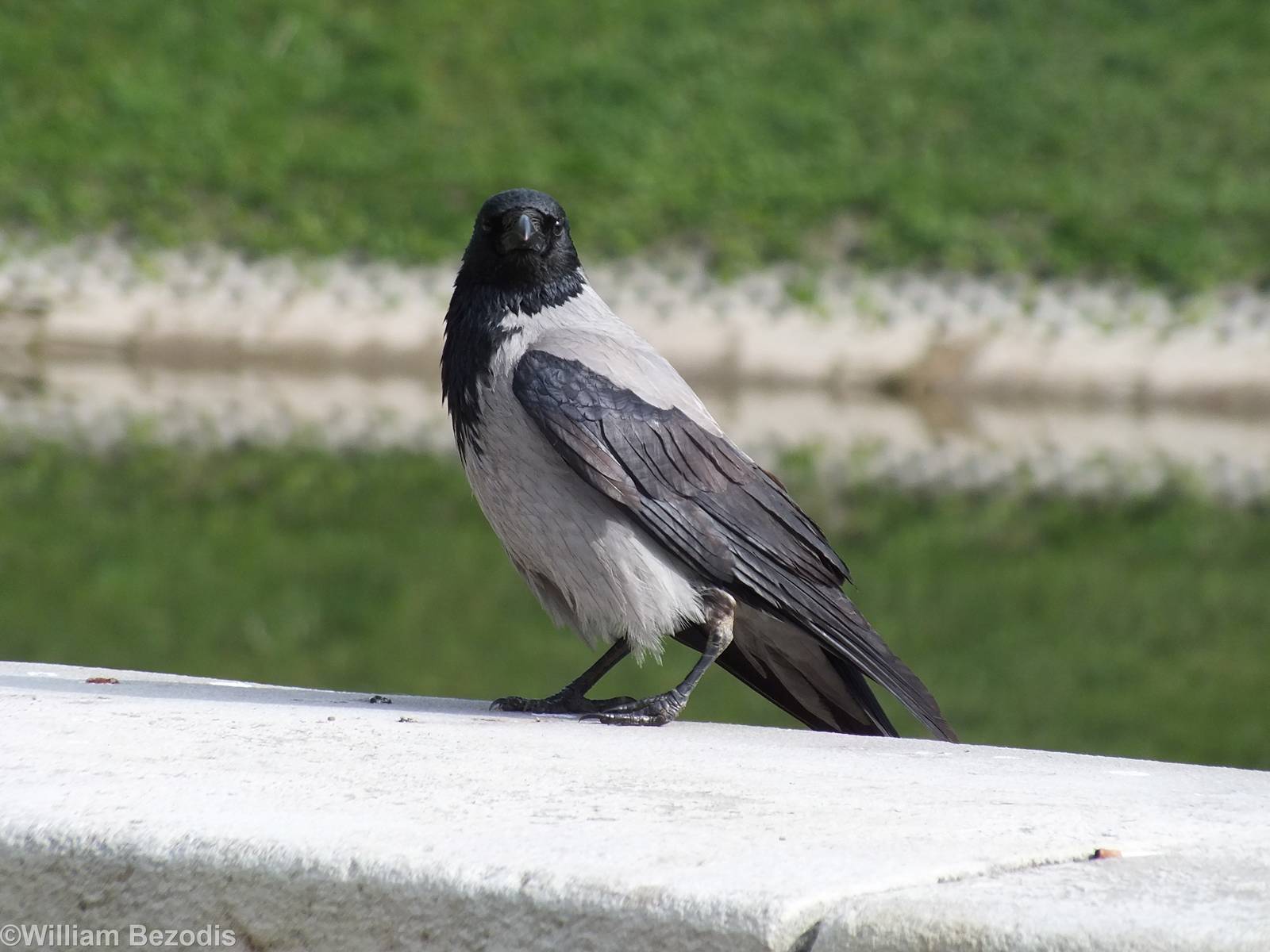 Hooded Crow