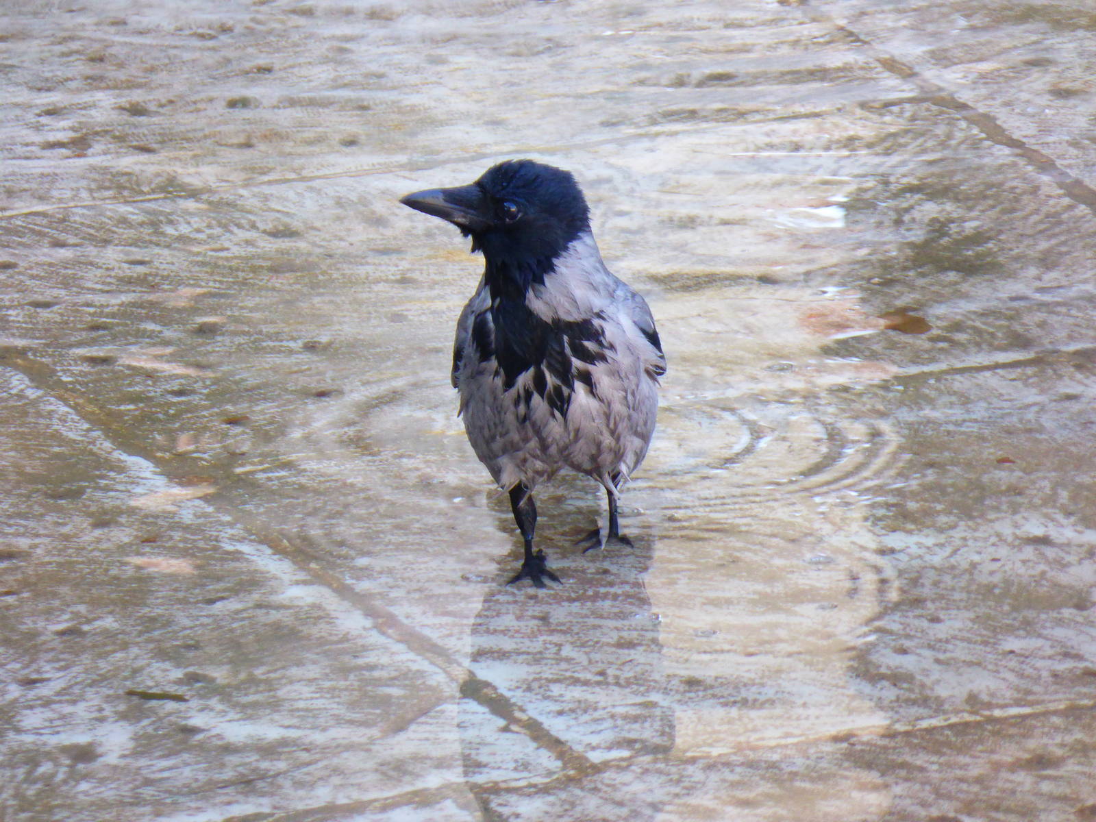 Hooded crow