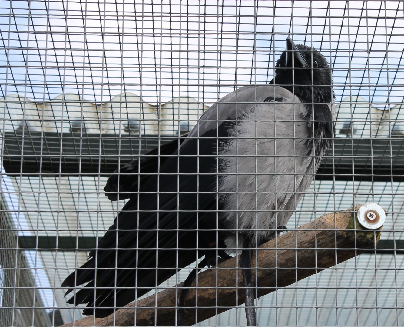 Hooded Crow