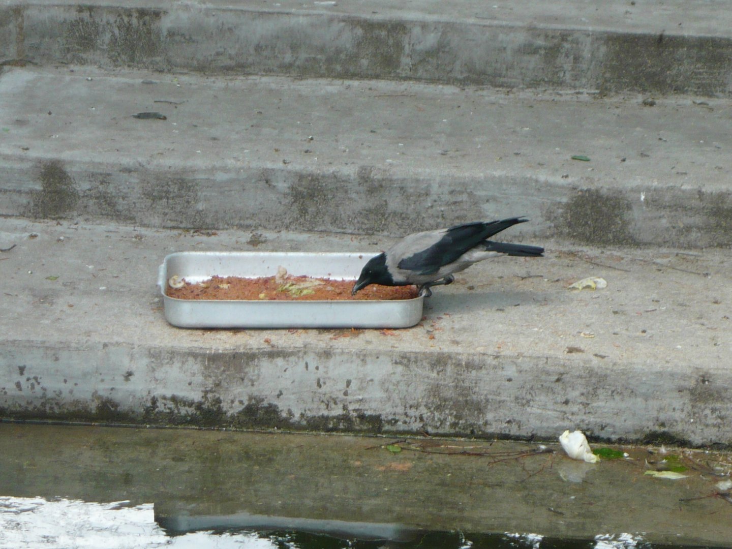 Hooded crow