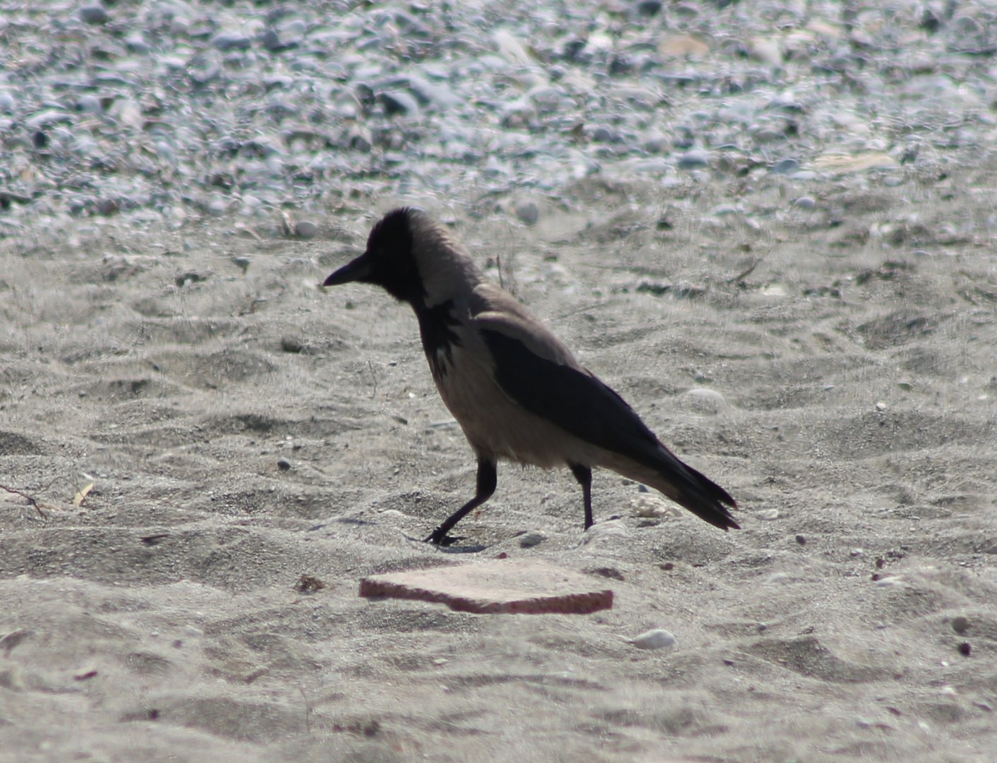 Hooded crow