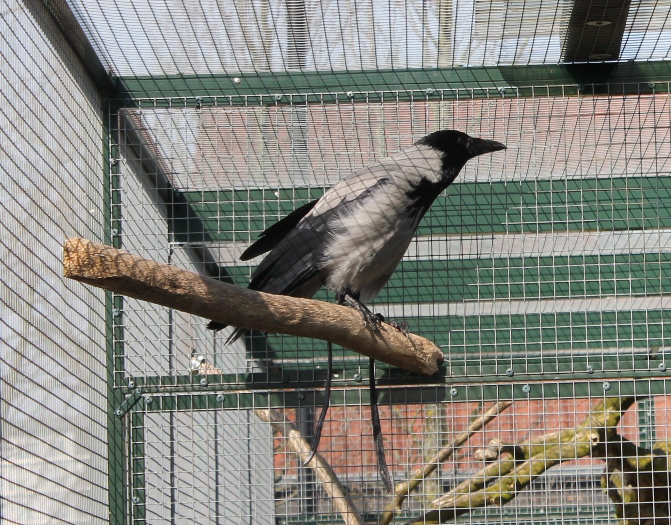 Hooded crow