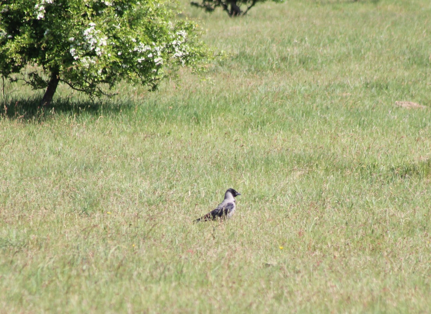 Hooded crow