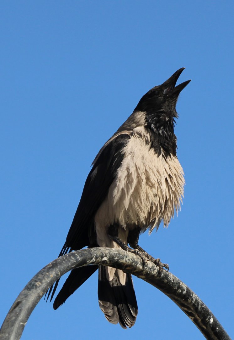 Hooded crow