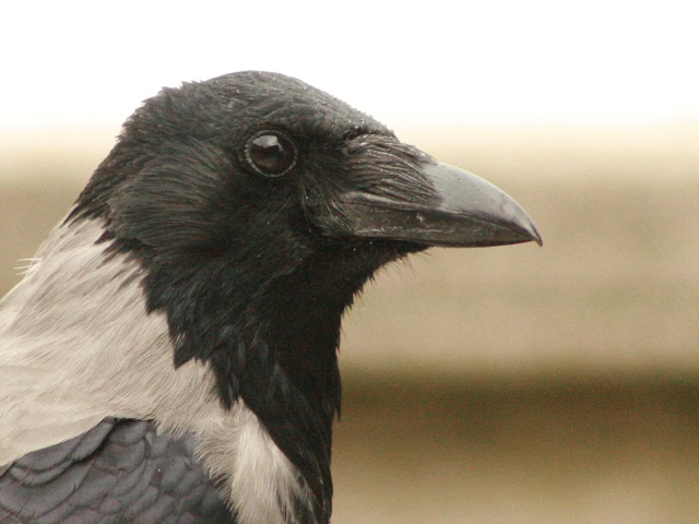 Hooded Crow