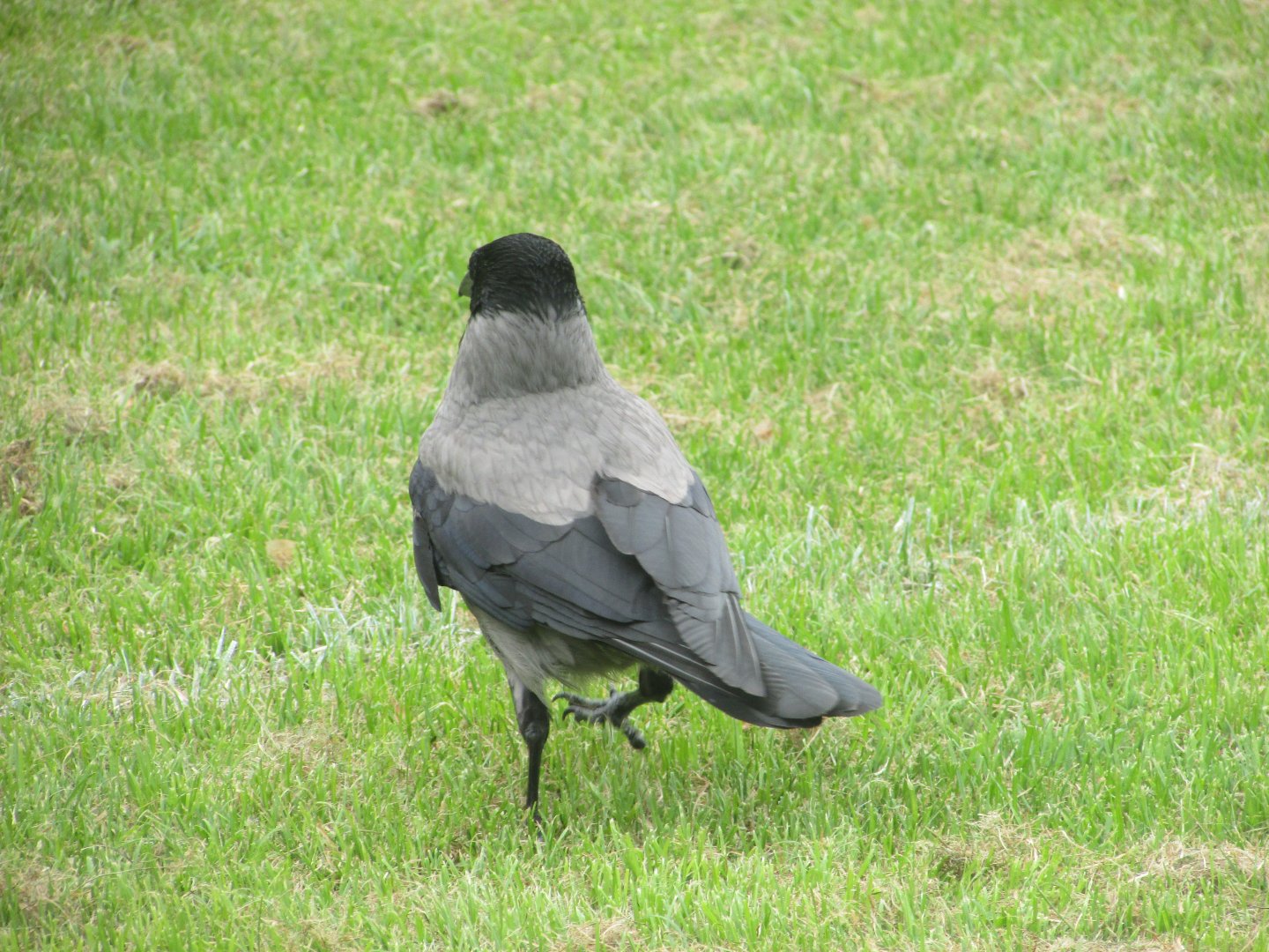 Hooded crow