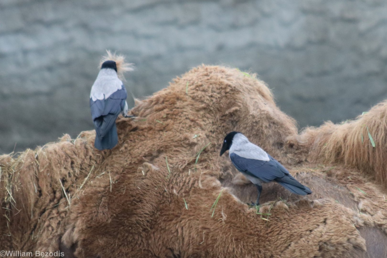 Hooded Crows Collecting Nesting Material from a Camel