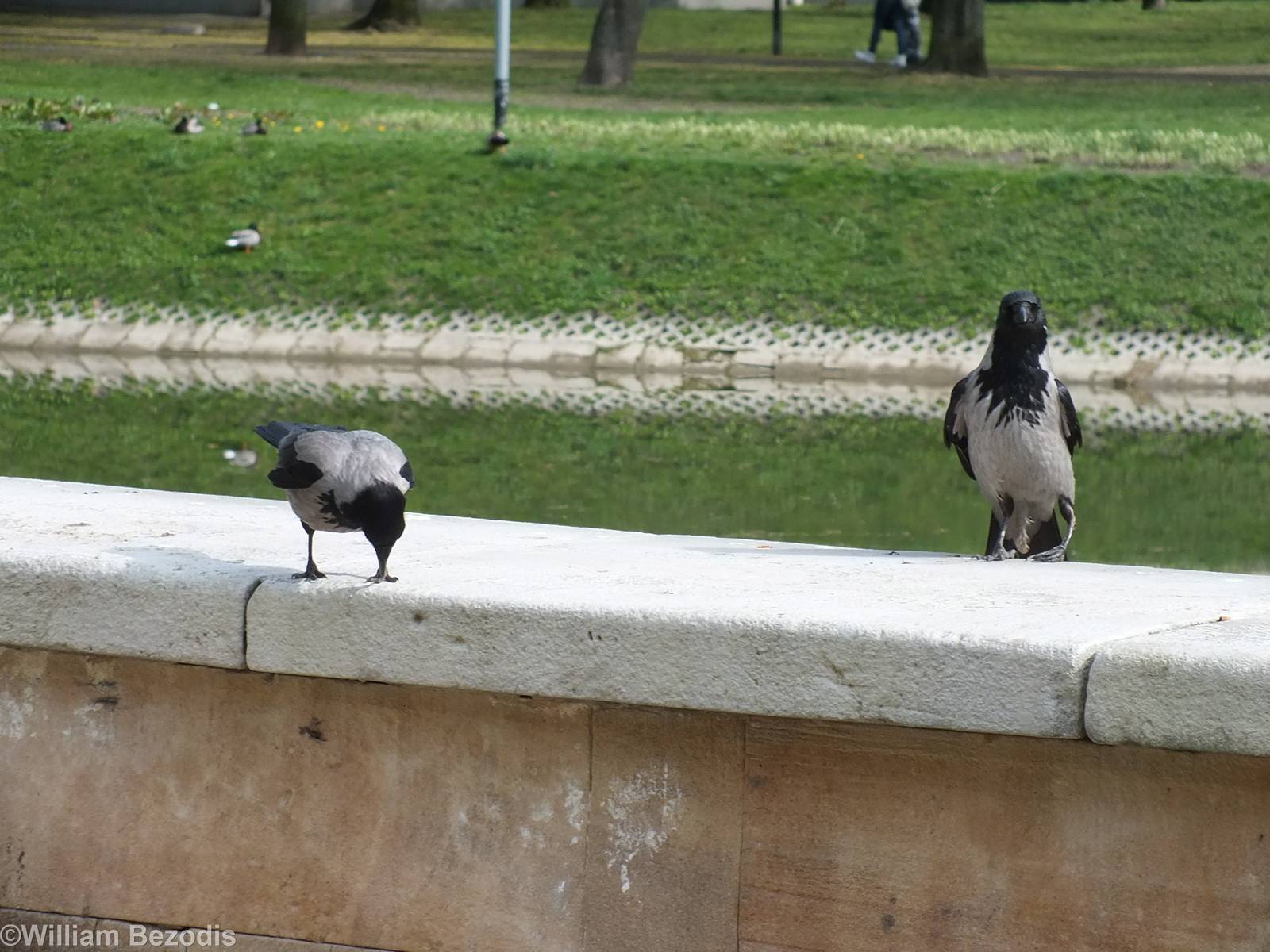 Hooded Crows