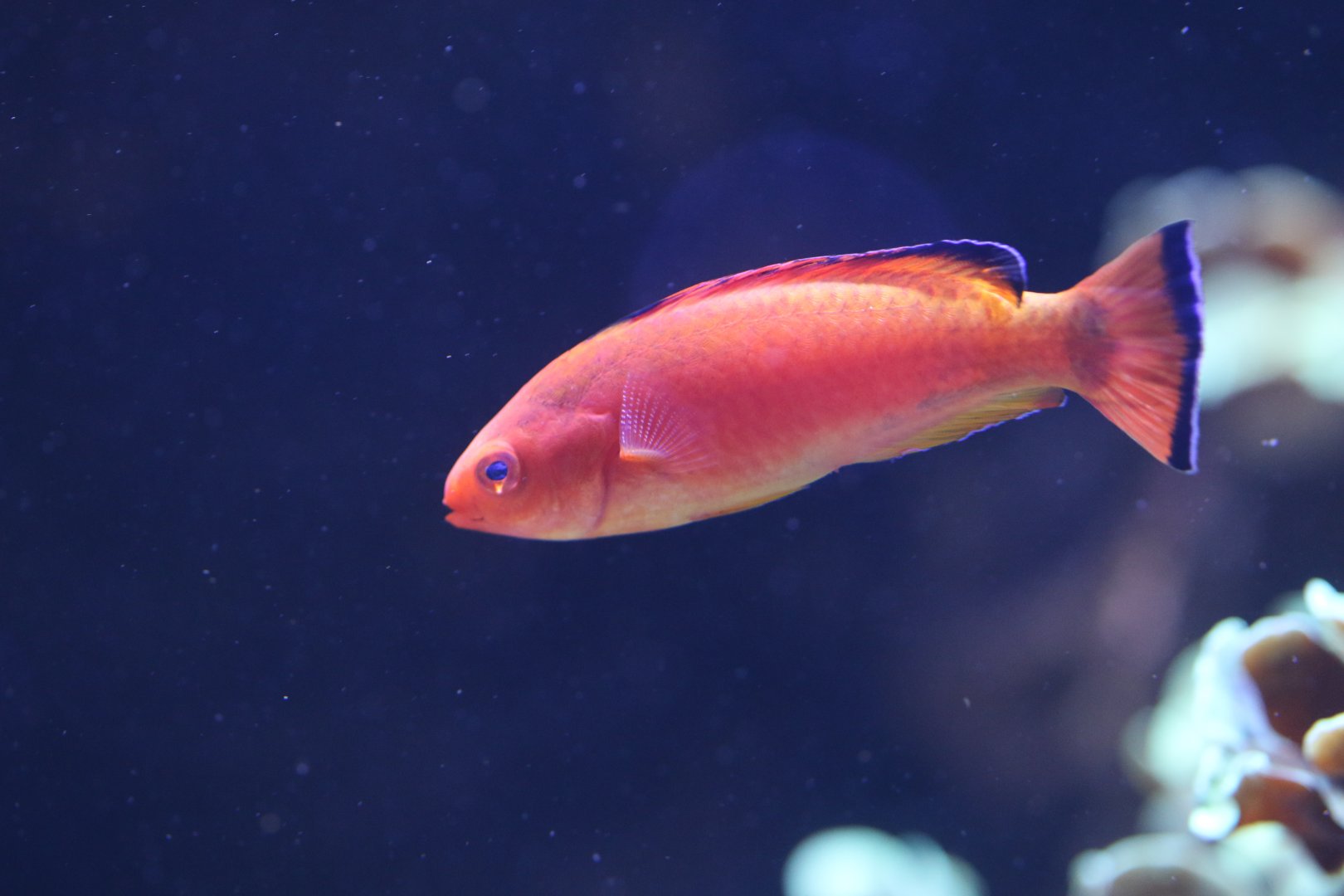 Hooded Fairy Wrasse (Cirrhilabrus bathyphilus)