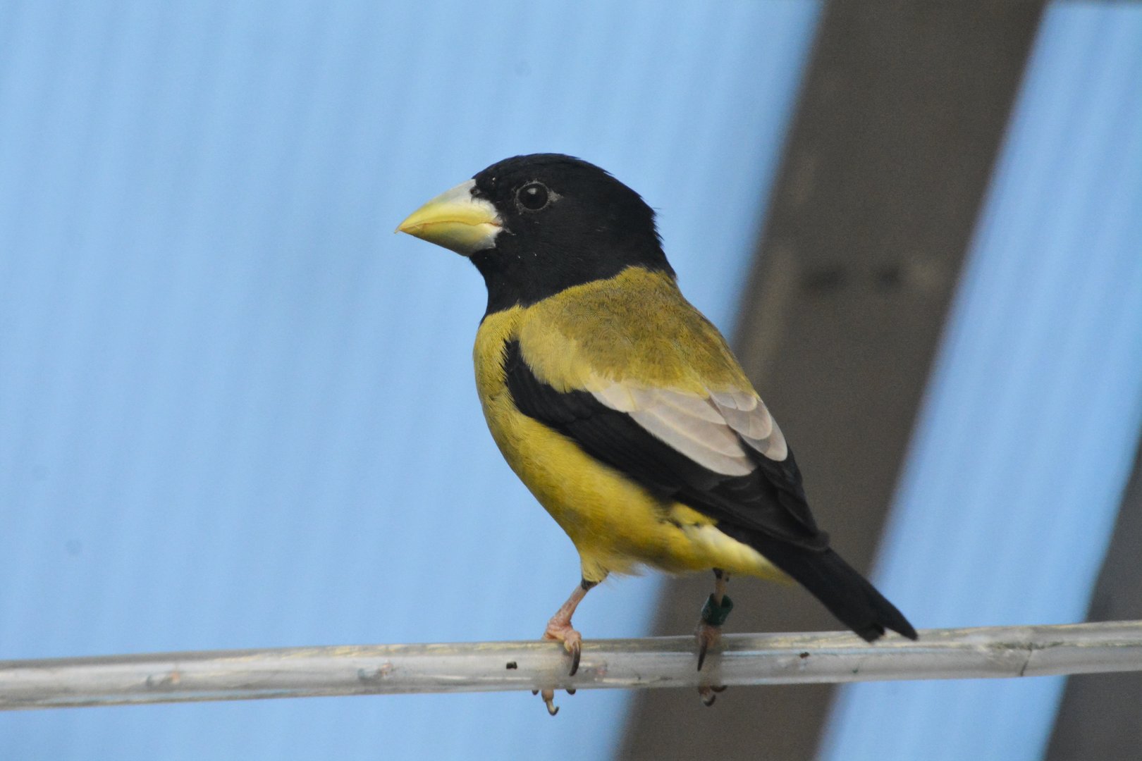Hooded grosbeak (Hesperiphona abeillei)