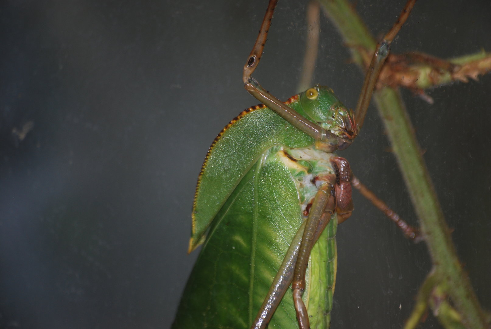 Hooded katydid at BugzUK Parc