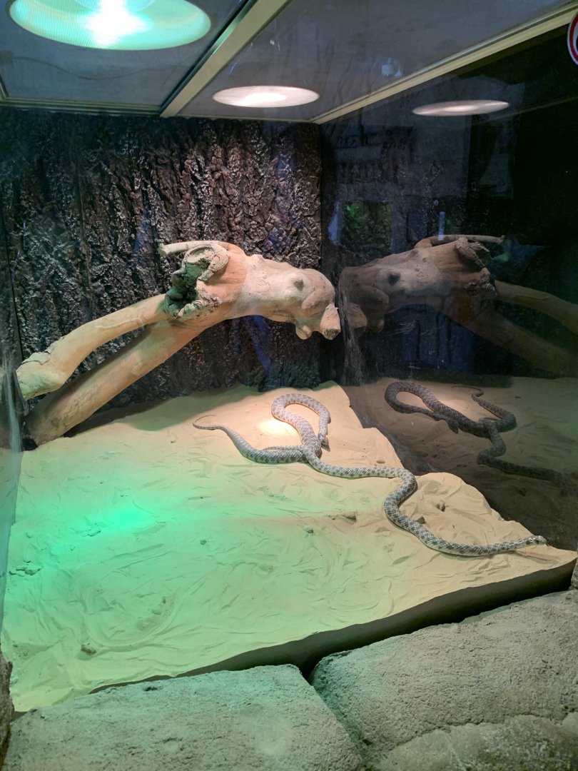 Hooded malpolon exhibit