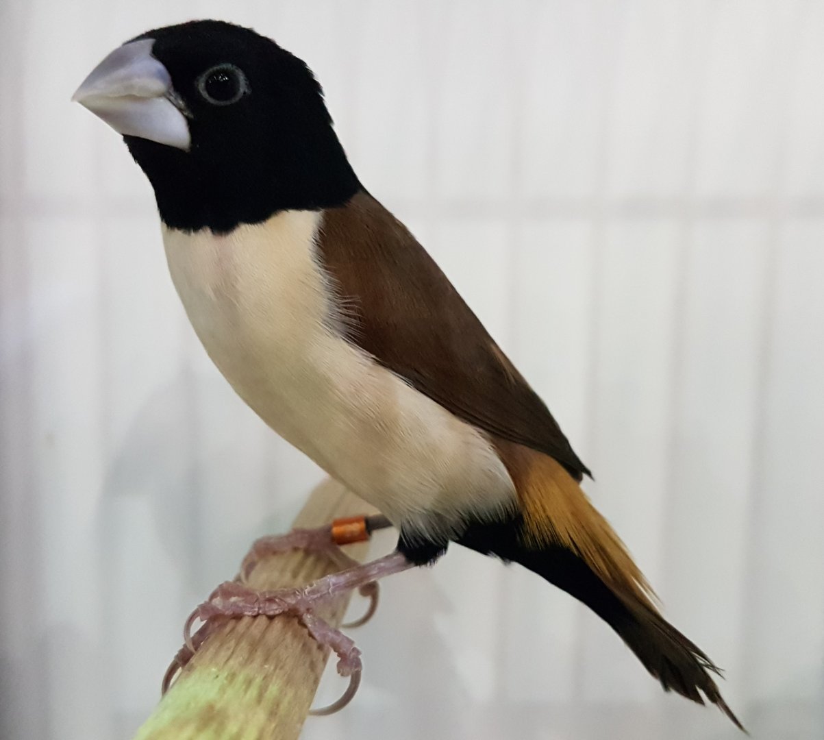 Hooded mannikin - Lonchura spectabilis