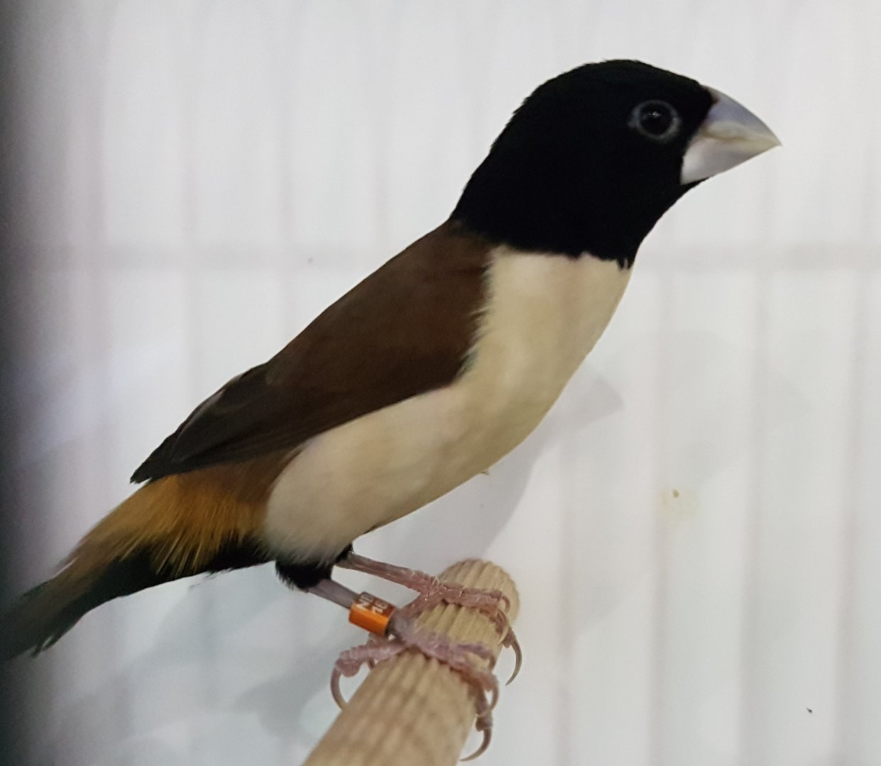 Hooded mannikin - Lonchura spectabilis