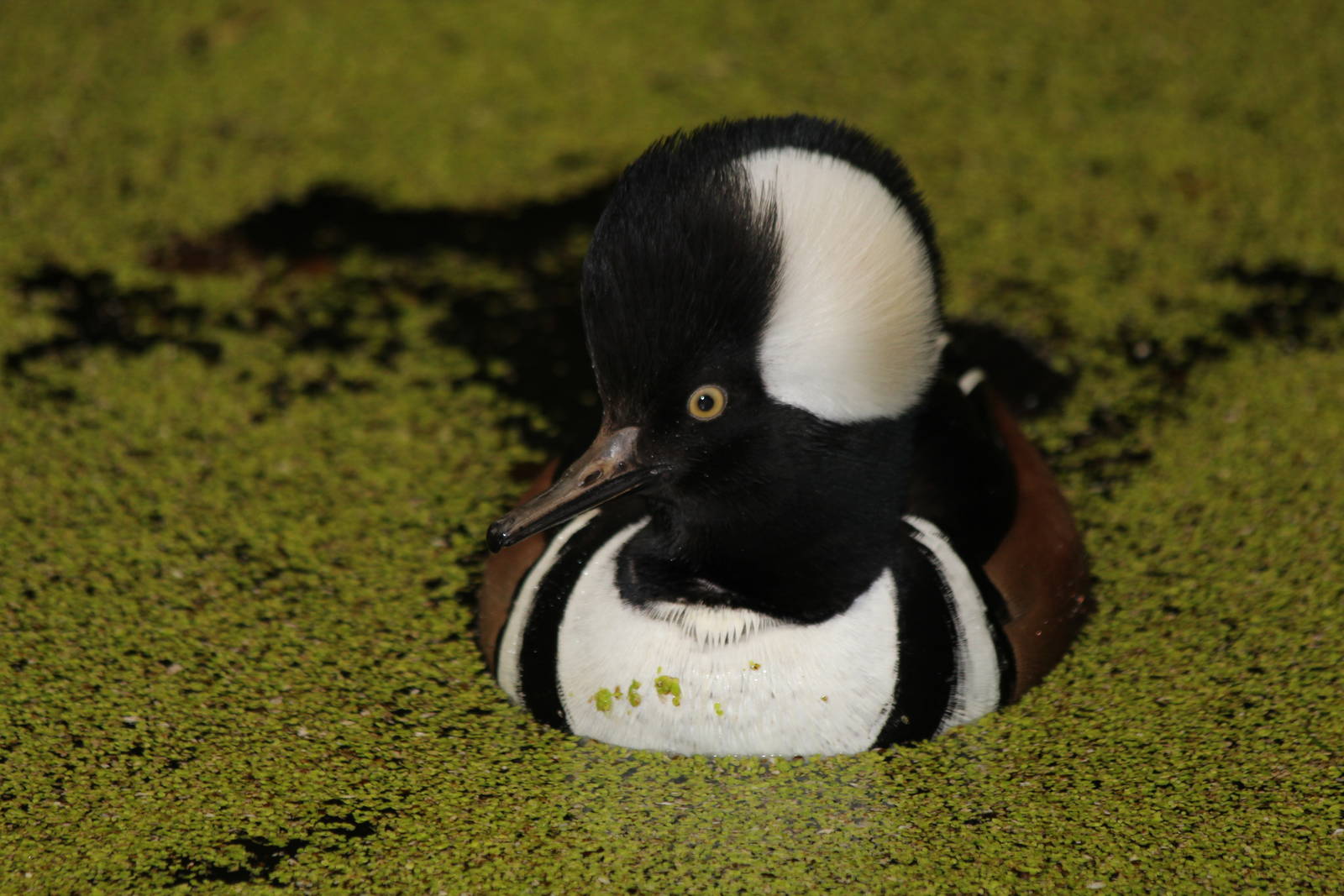 Hooded Merganser - Amazon World Zoo - March 2013