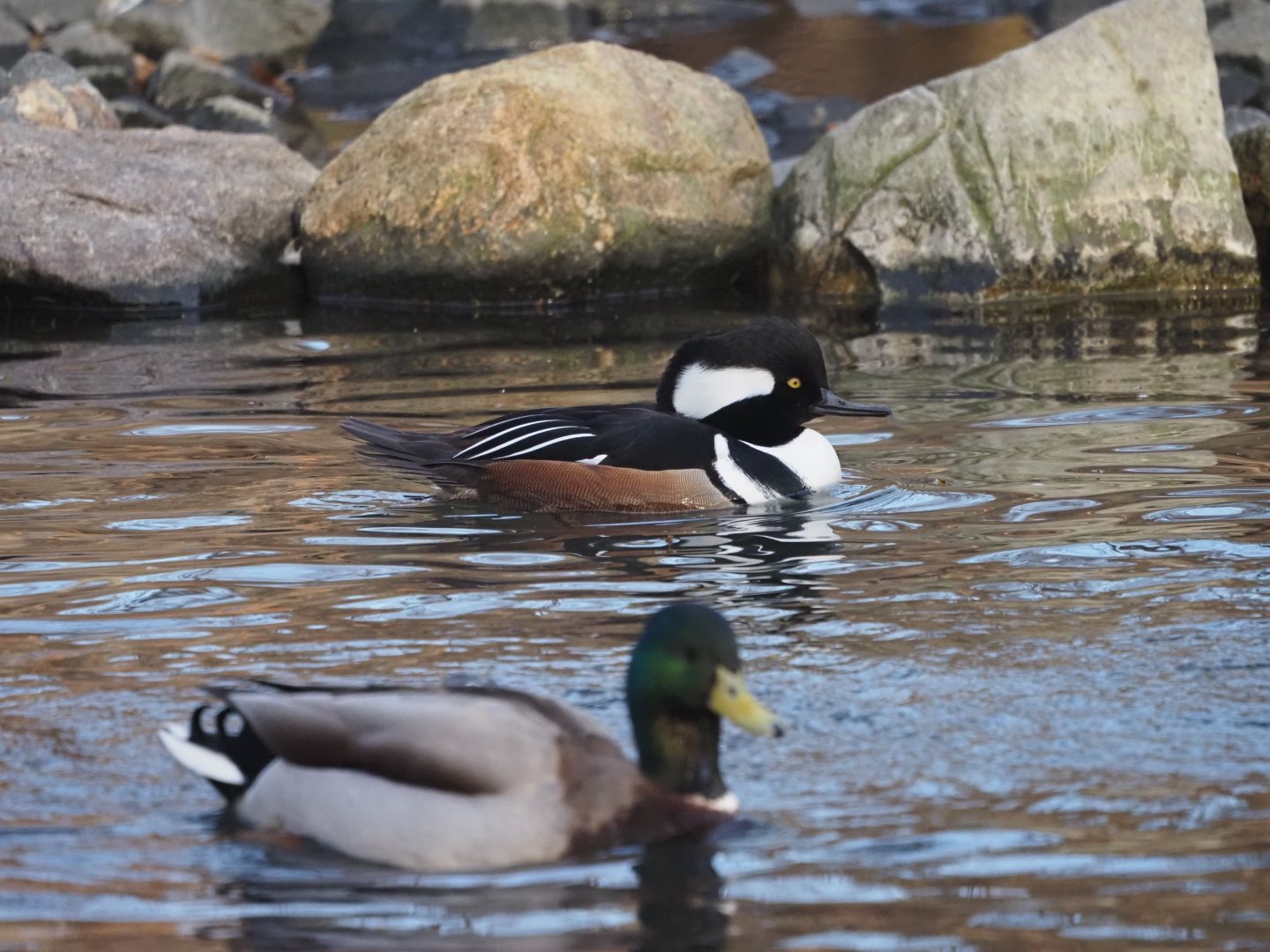 Hooded Merganser and (Wild) Mallard
