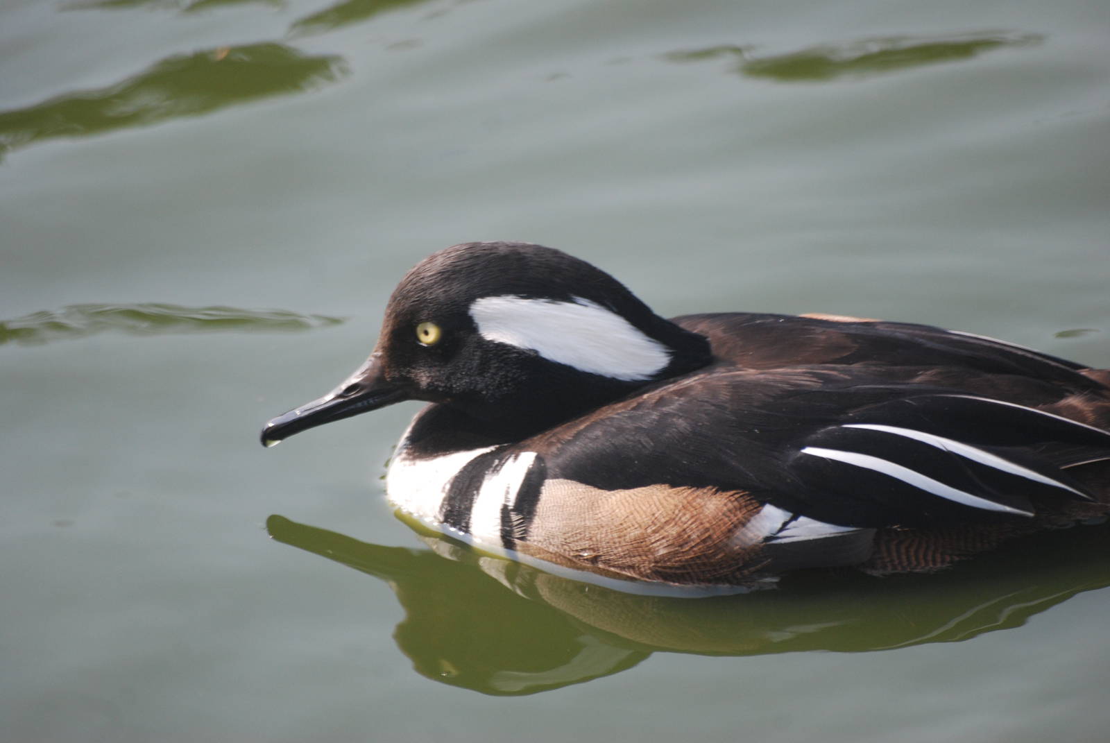 Hooded Merganser at Blackbrook 29/04/11