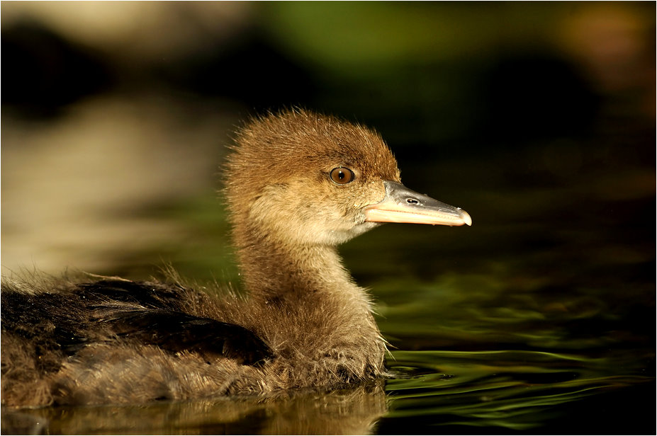 Hooded merganser at Heidelberg zoo