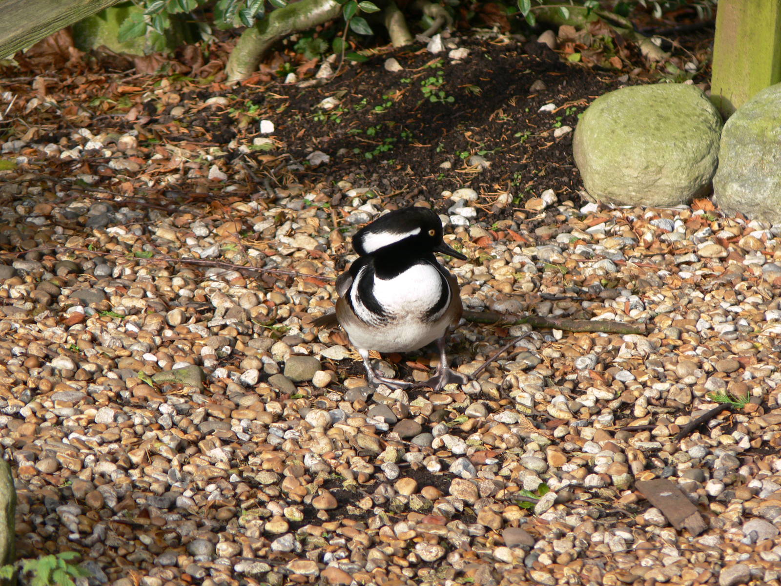 Hooded Merganser at Martin Mere WWT 08/12/12