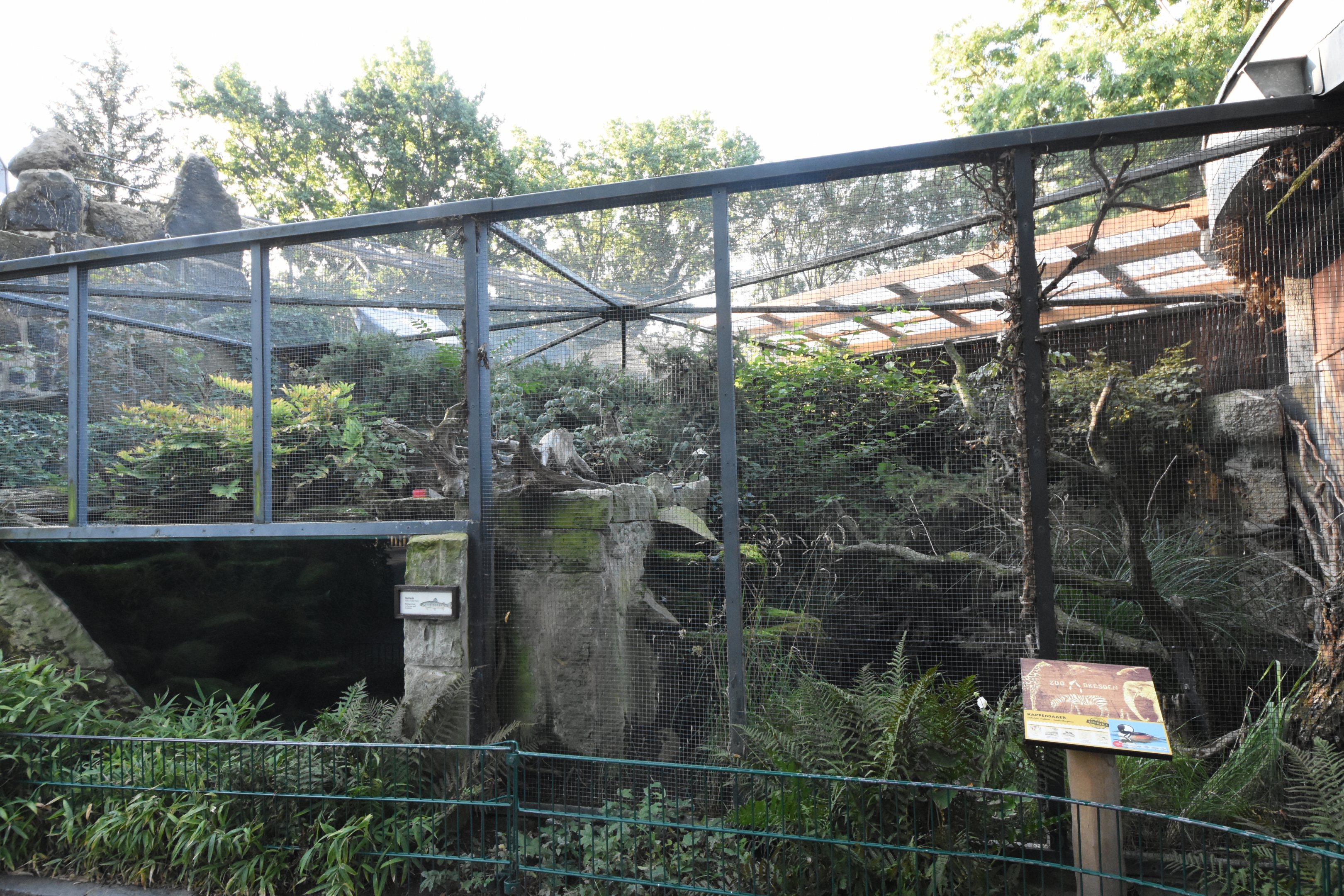 Hooded merganser aviary