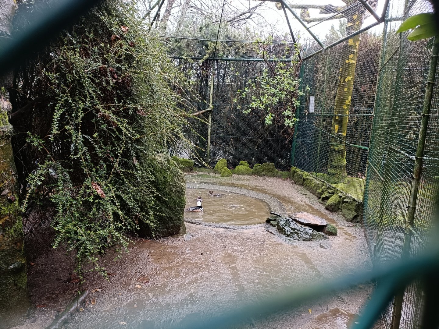 Hooded merganser exhibit - Avifauna Lugo