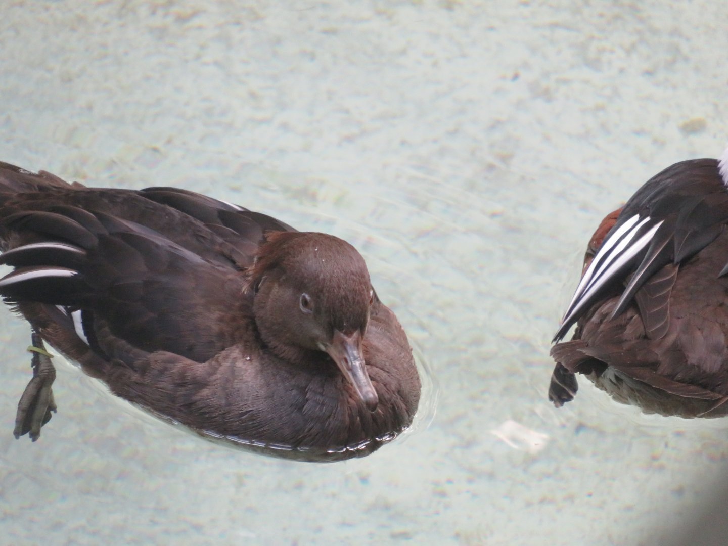 Hooded merganser female