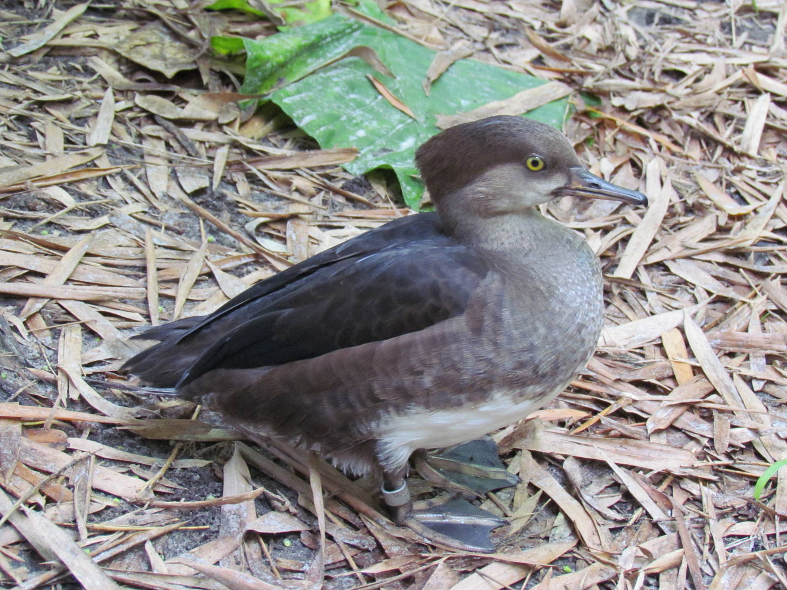 Hooded Merganser Hen