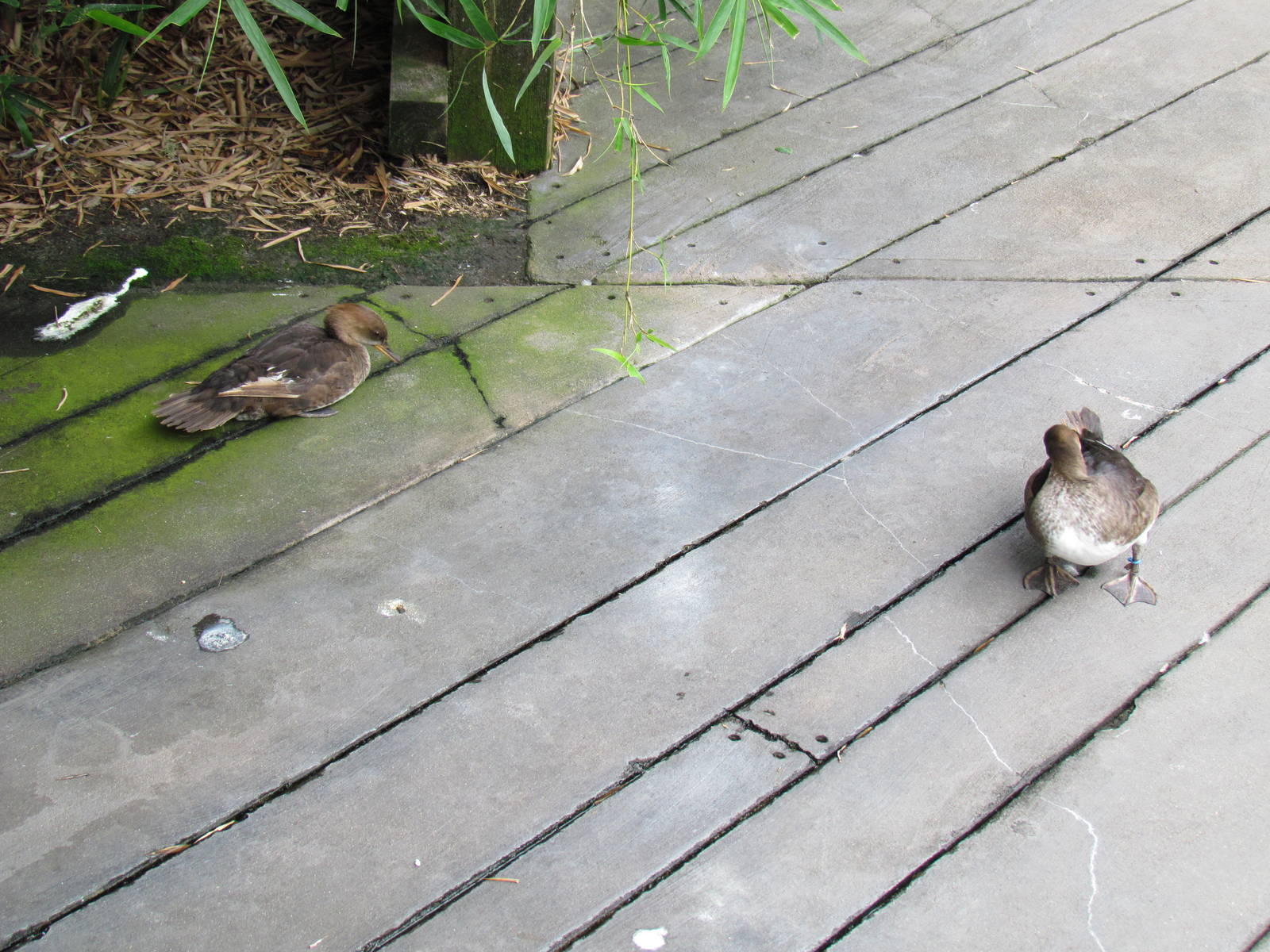 Hooded Merganser Hens